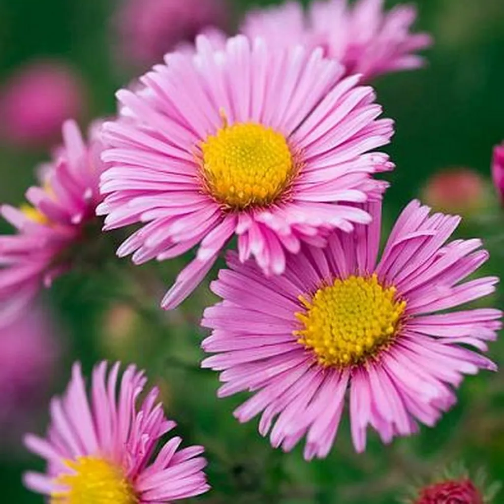 Aster 17cm