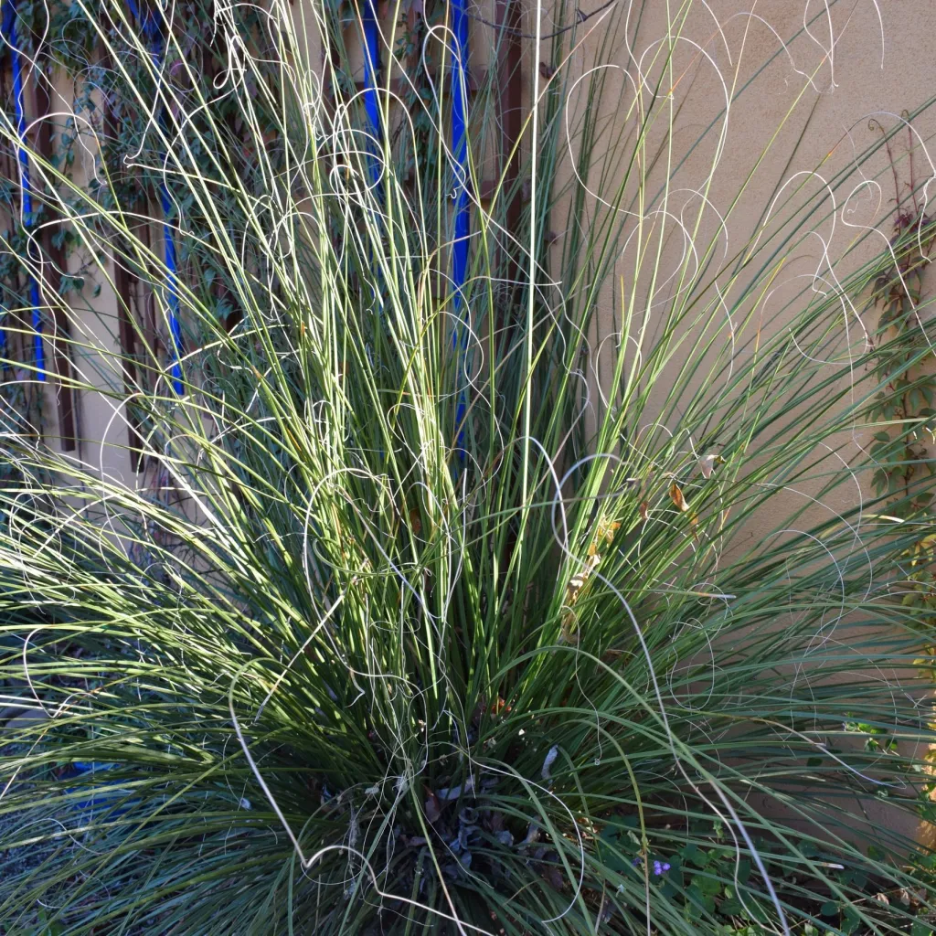 Bear Grass (Herbe à ours)