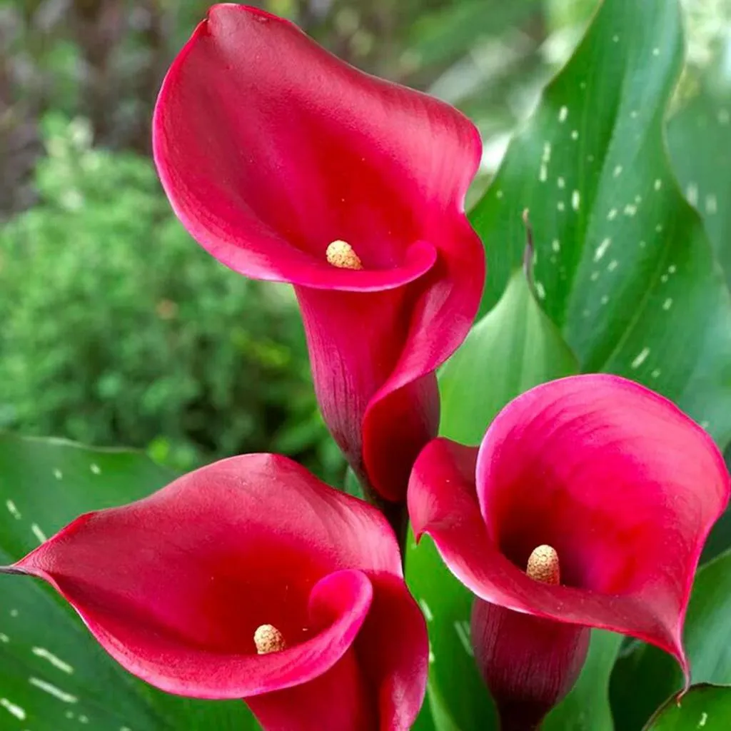 Calla