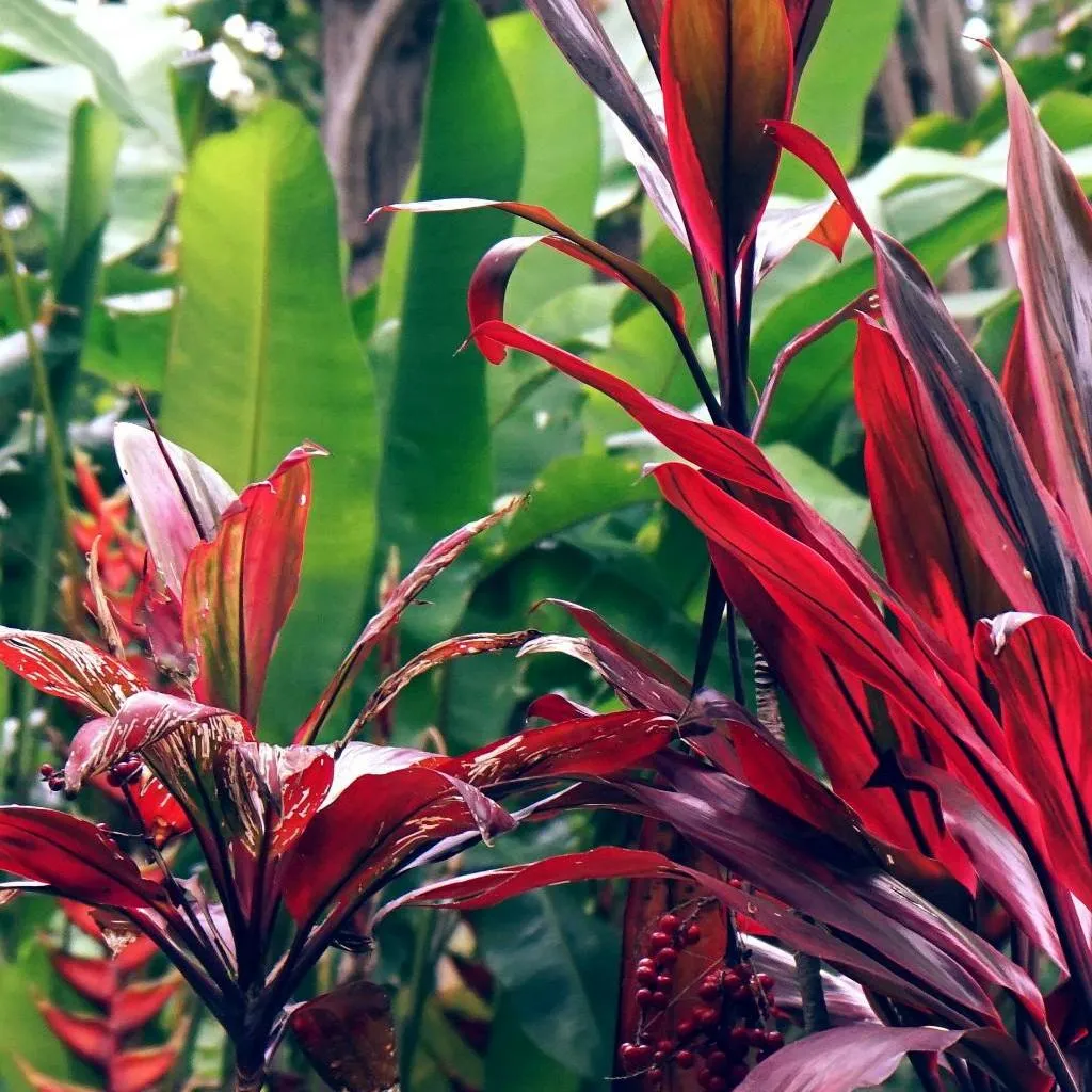 Cordyline australis red star