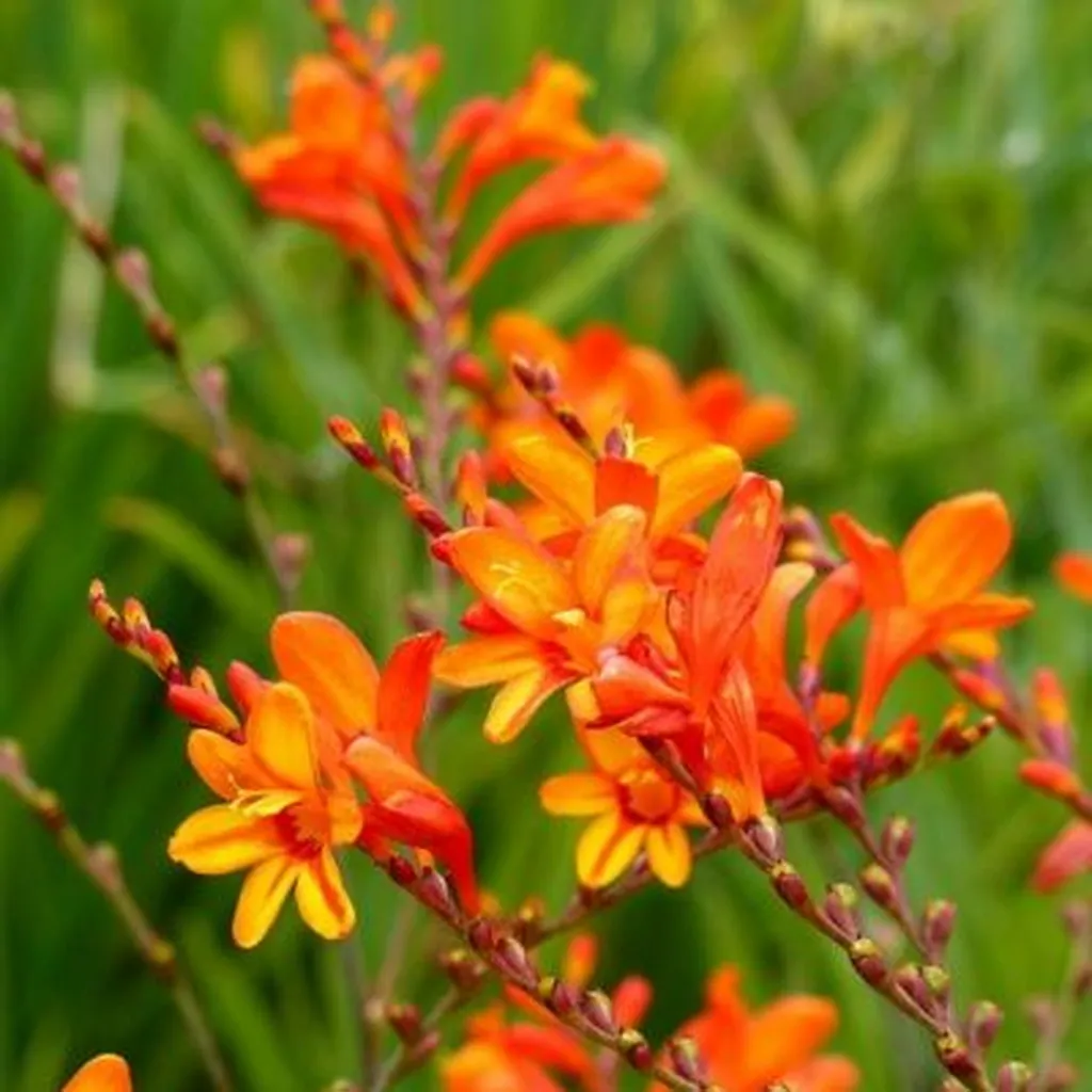 Crocosmia