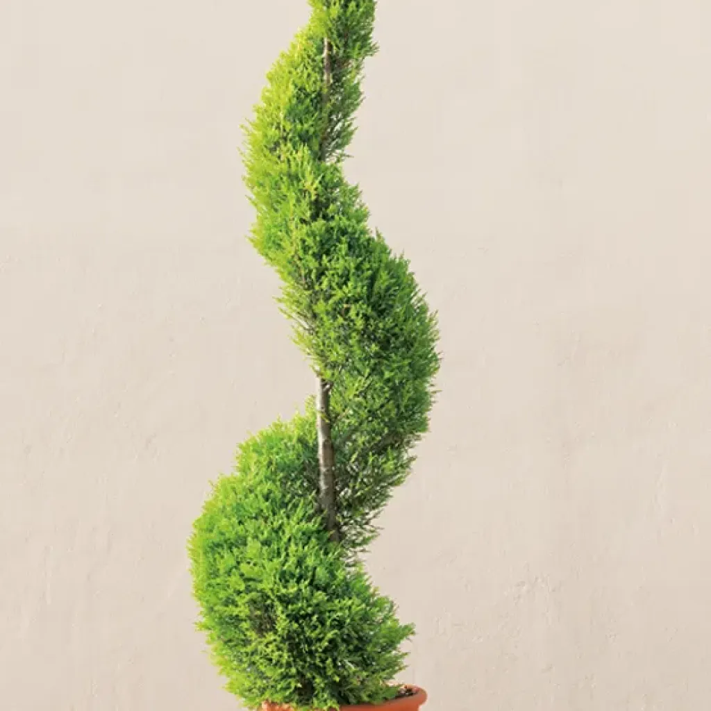 Cupressus Goldcrest Wilma
