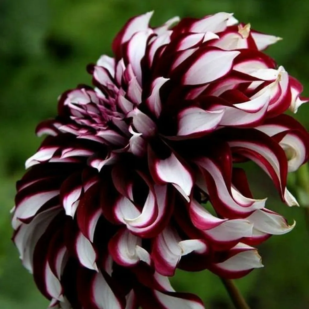 Dahlia petit
