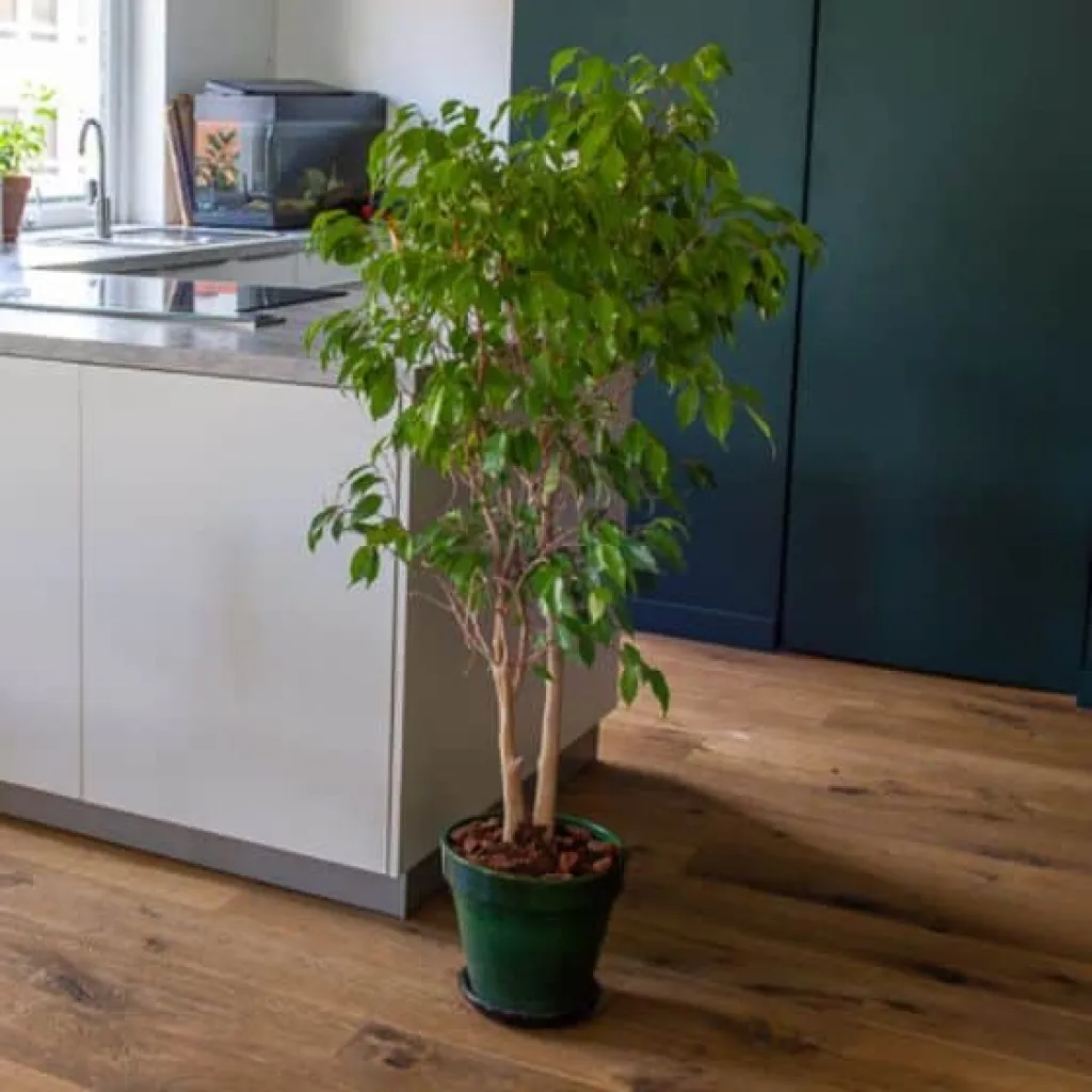 Ficus
