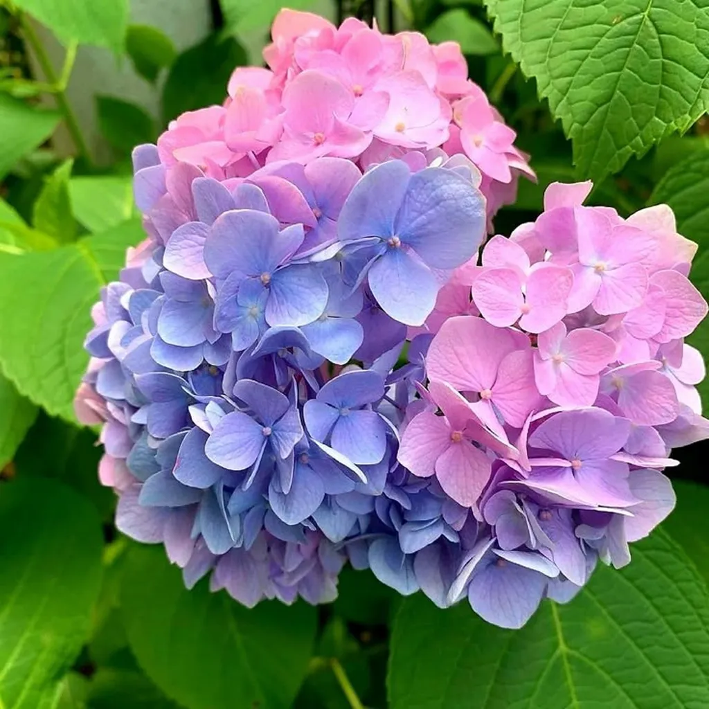Hortensias