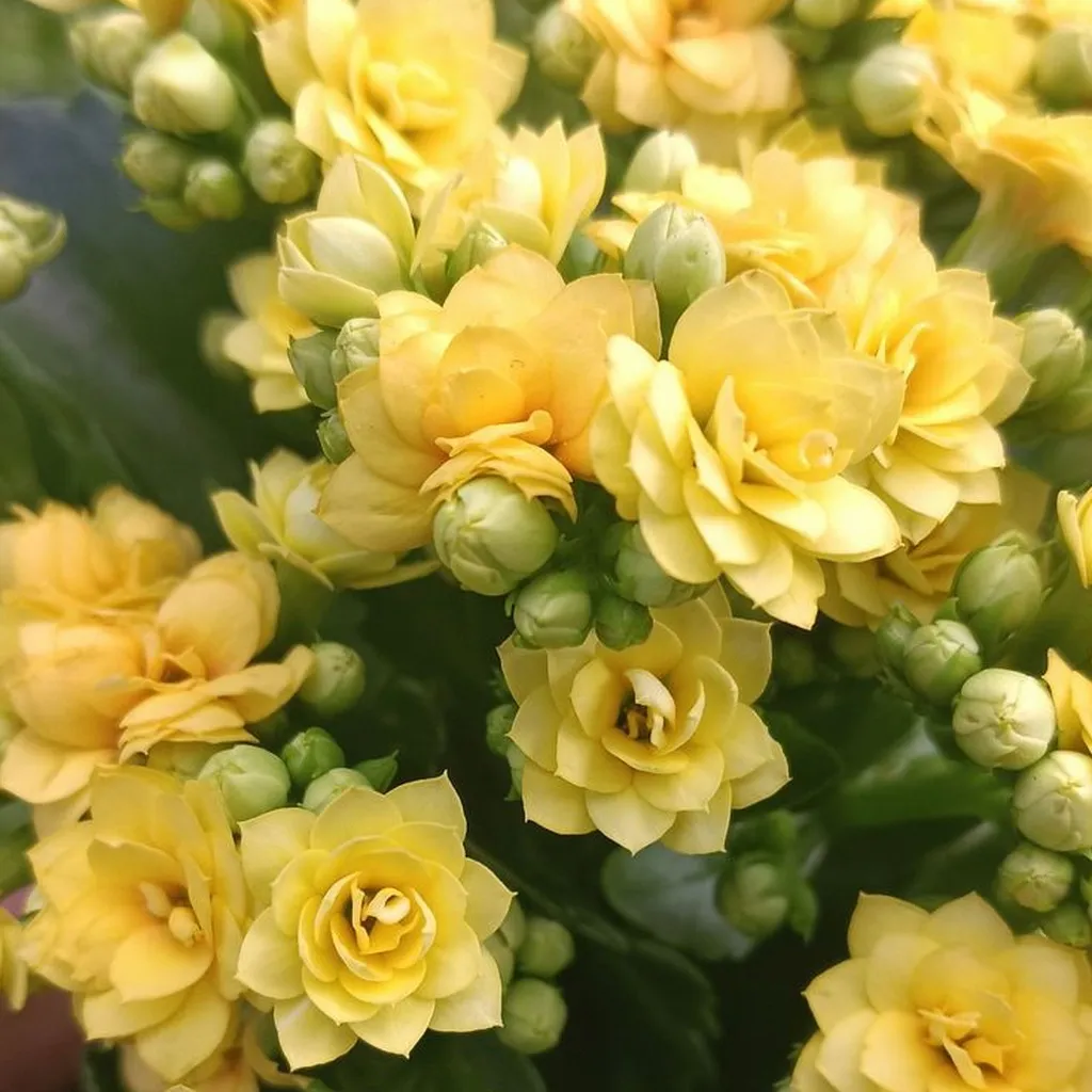 Kalanchoé