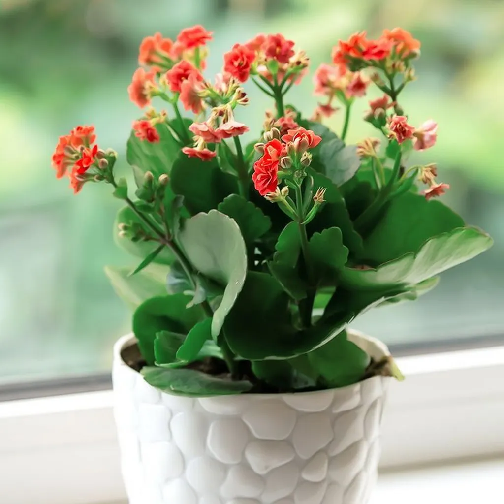 Kalanchoé 10.5cm petit