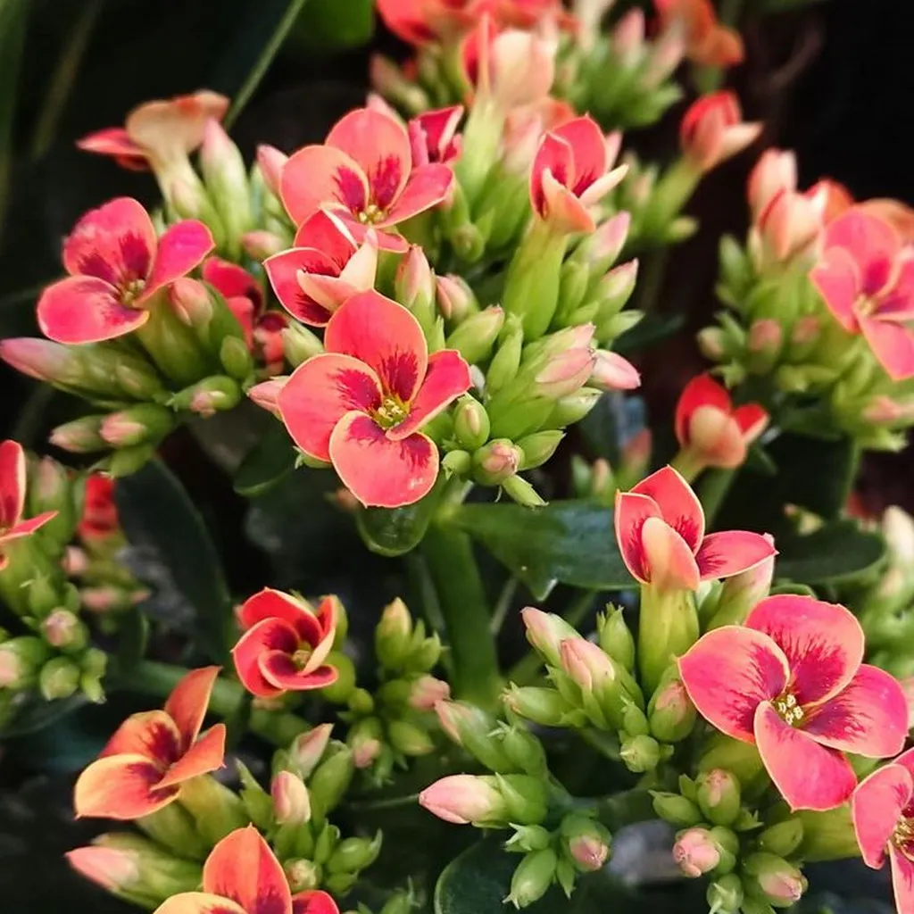 Kalanchoé 10.5cm moyen