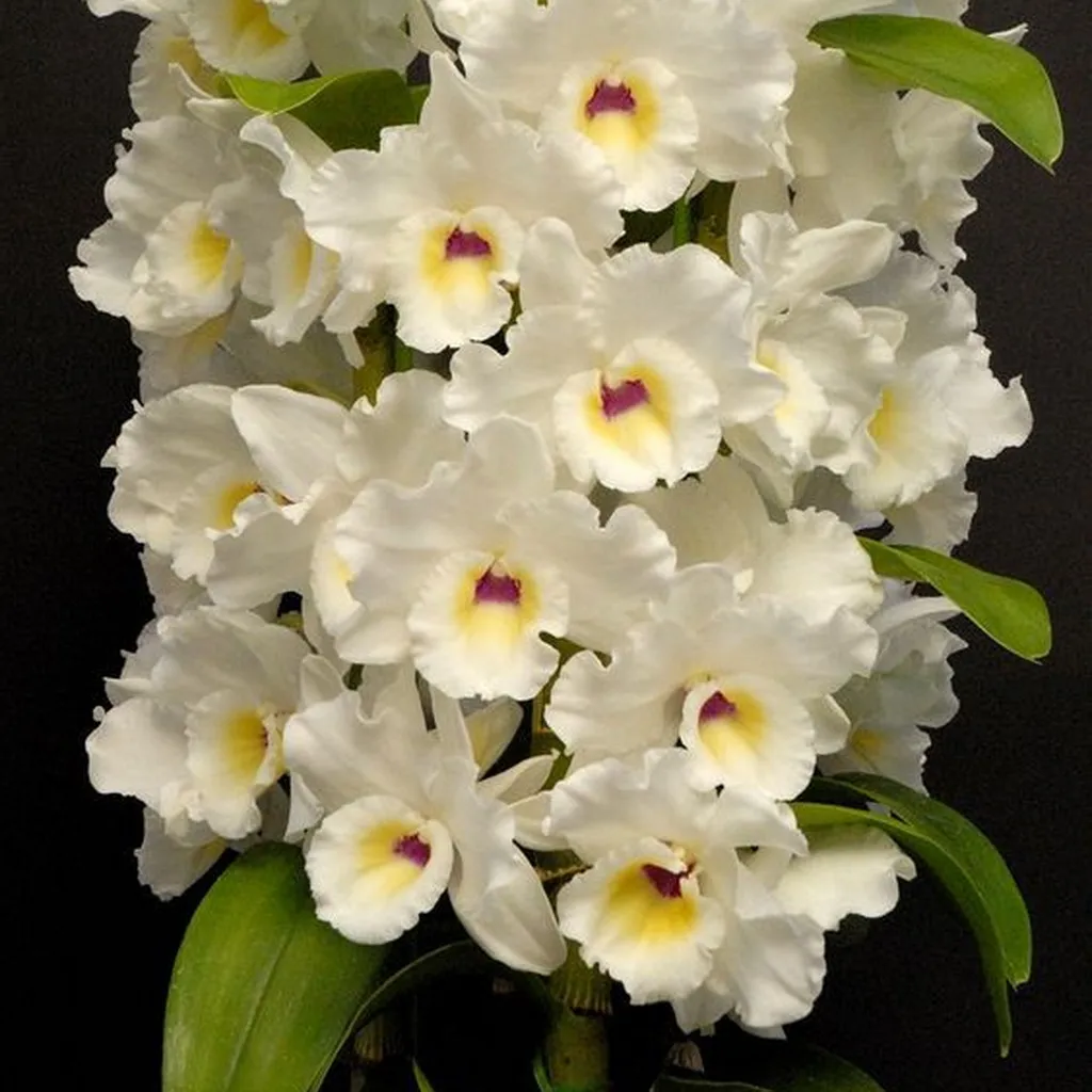 Orchidée Dendrobium