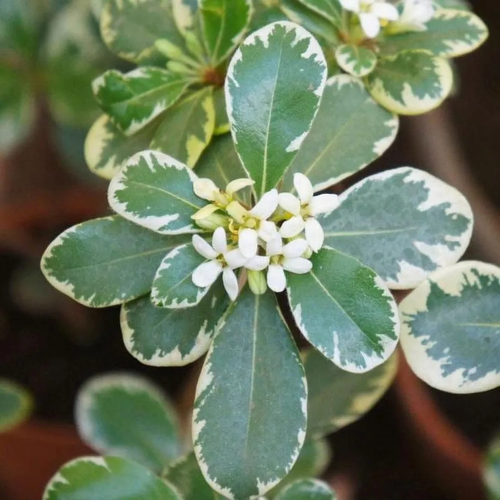 Pittosporum