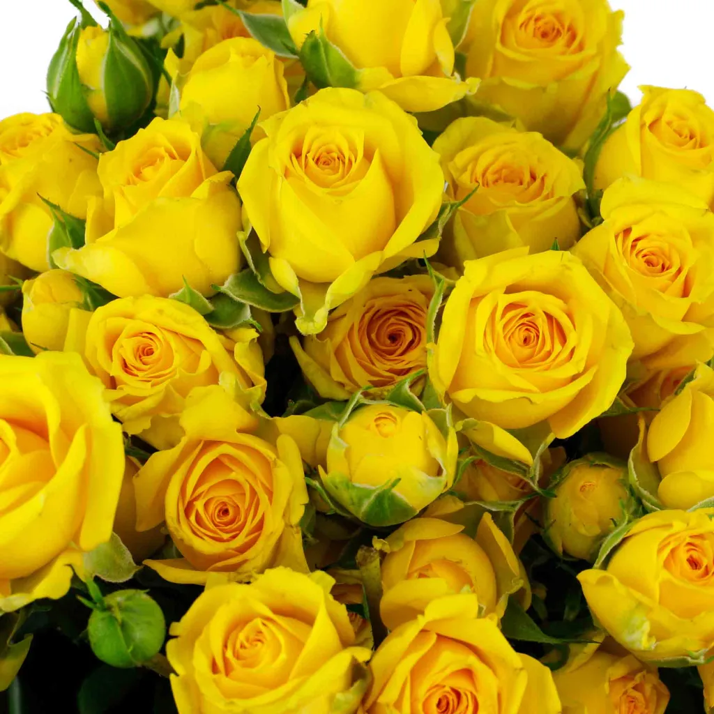 Rose branchue courte