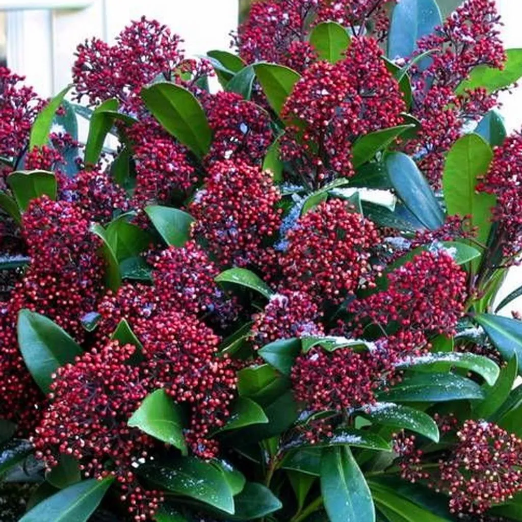 Skimmia
