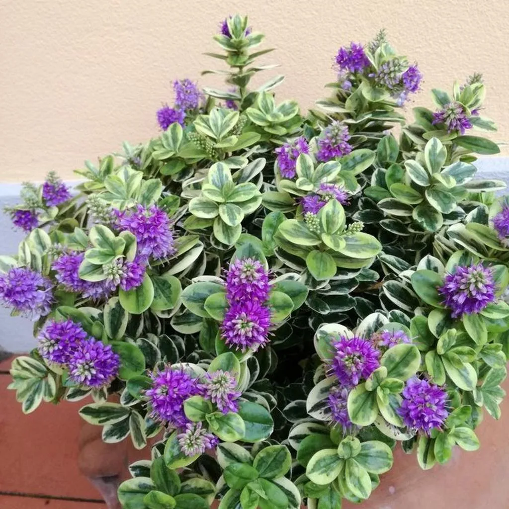 Véronique pot 15cm