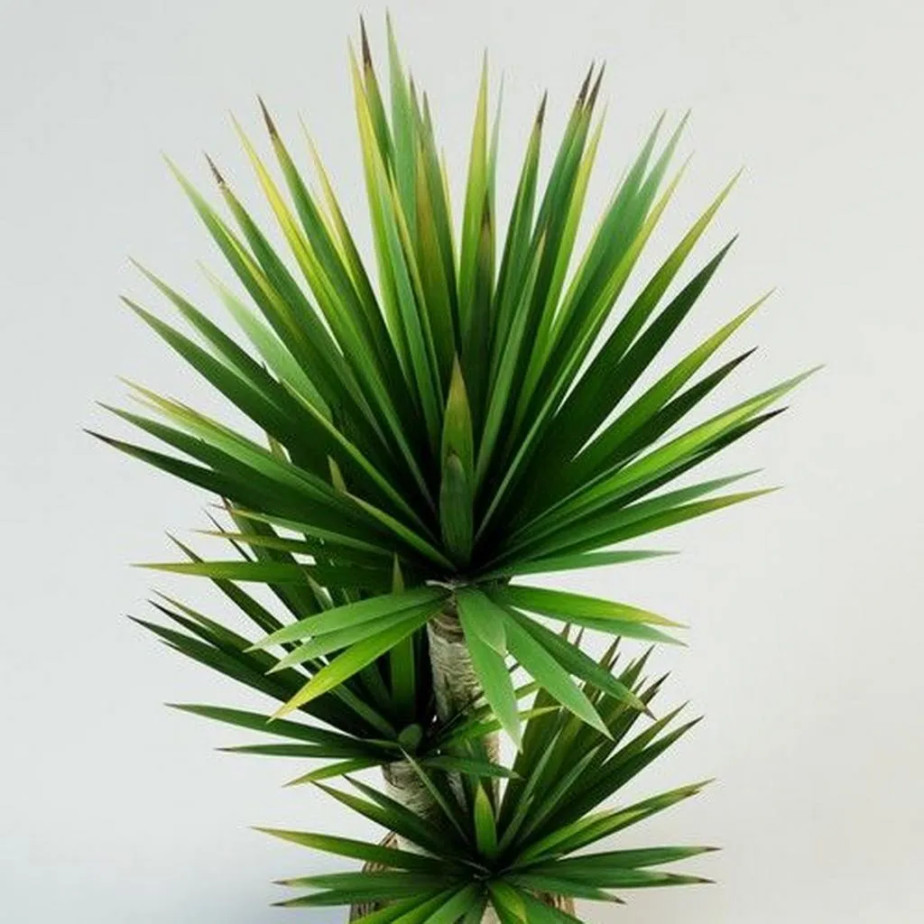 Yucca
