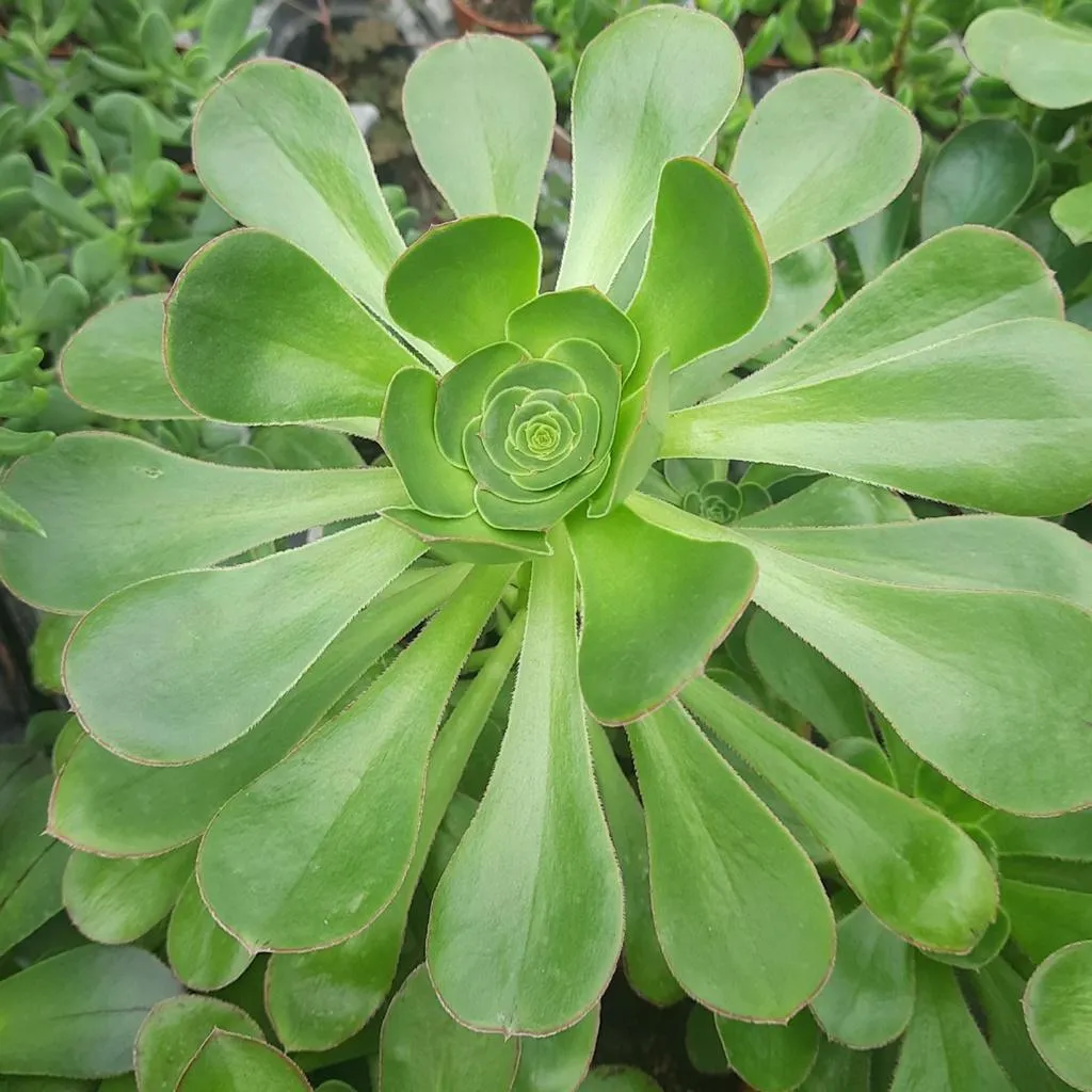 Aeonium
