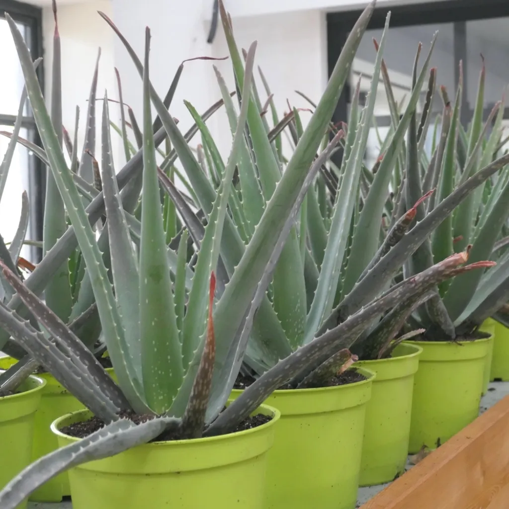 Aloe vera grand