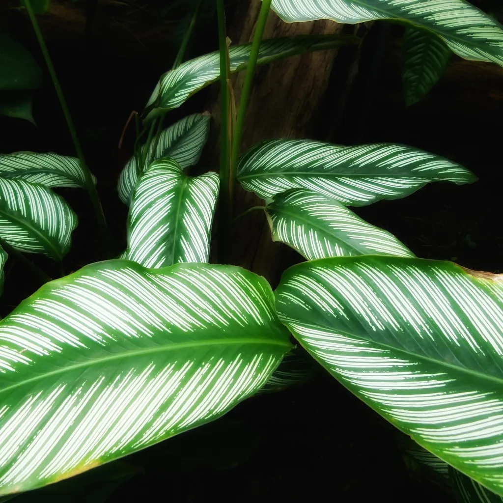 Calathea