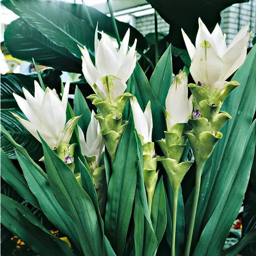 Curcuma