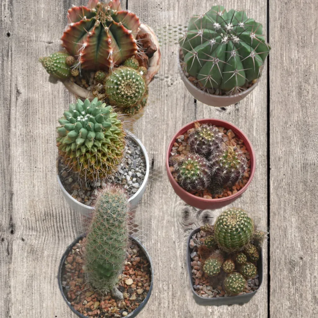 Cactus Mini