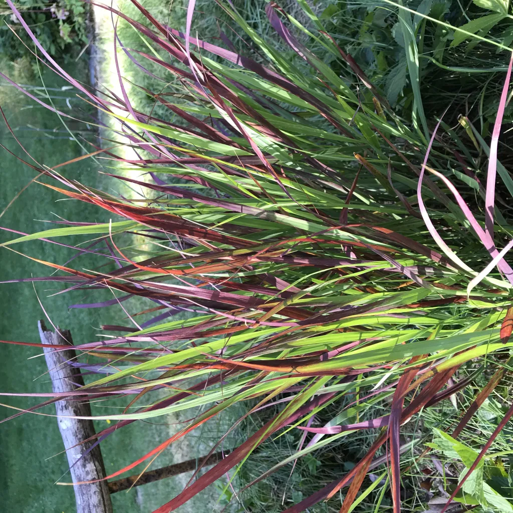 Panicum